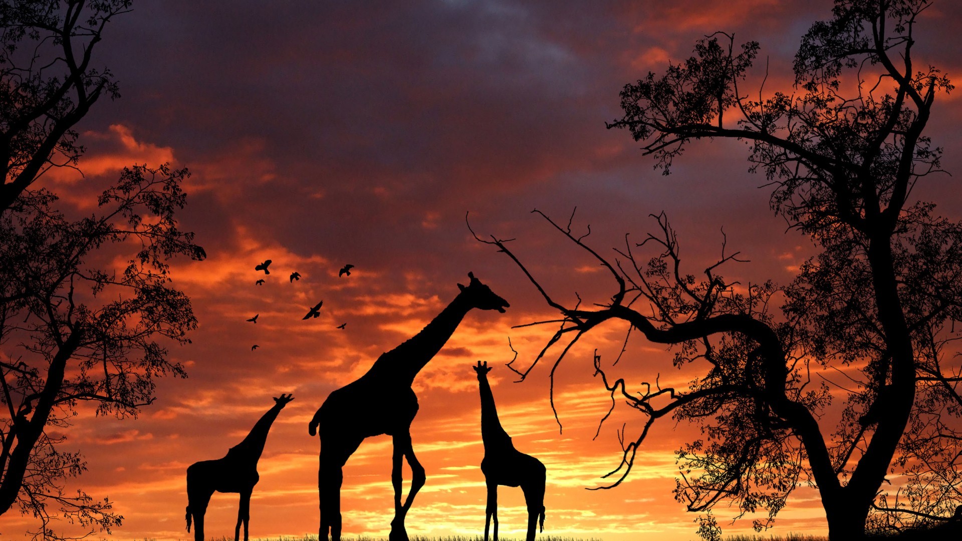 Giraffe Picture Hd Hd Wallpapers Cool Images Download - Giraffe Backgrounds - HD Wallpaper 
