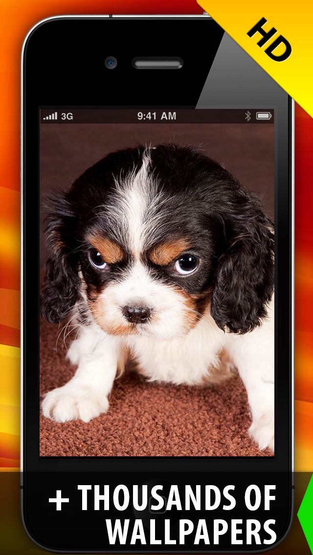 Cavalier King Charles Spaniel Big Eyes - HD Wallpaper 
