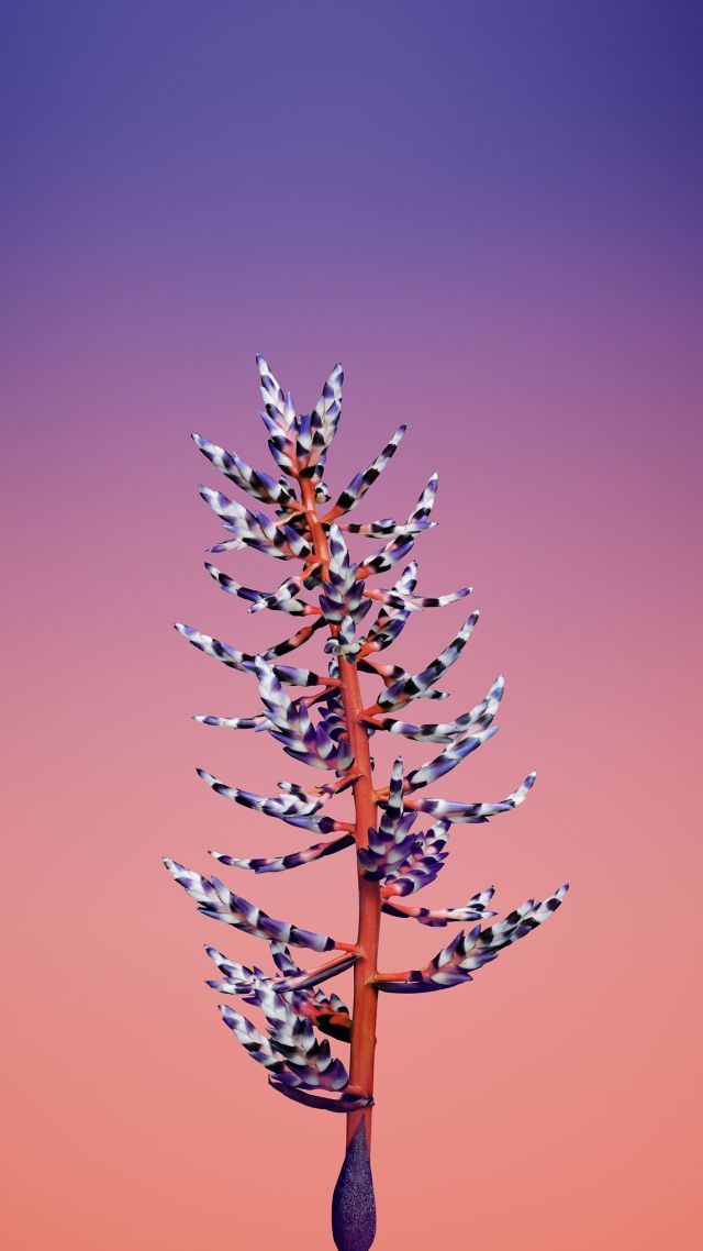 Iphone X Wallpapers Flower - HD Wallpaper 