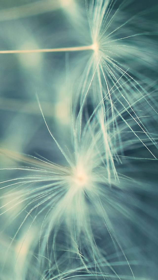 Macro Dandelion - HD Wallpaper 