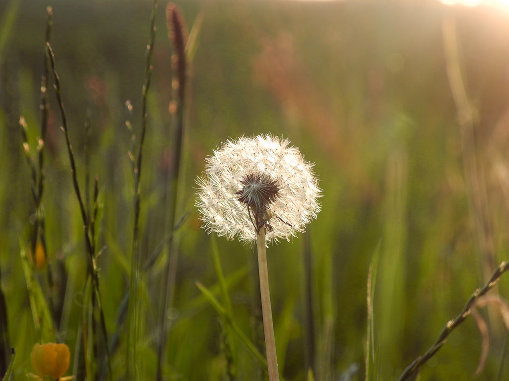 Dandelion - HD Wallpaper 