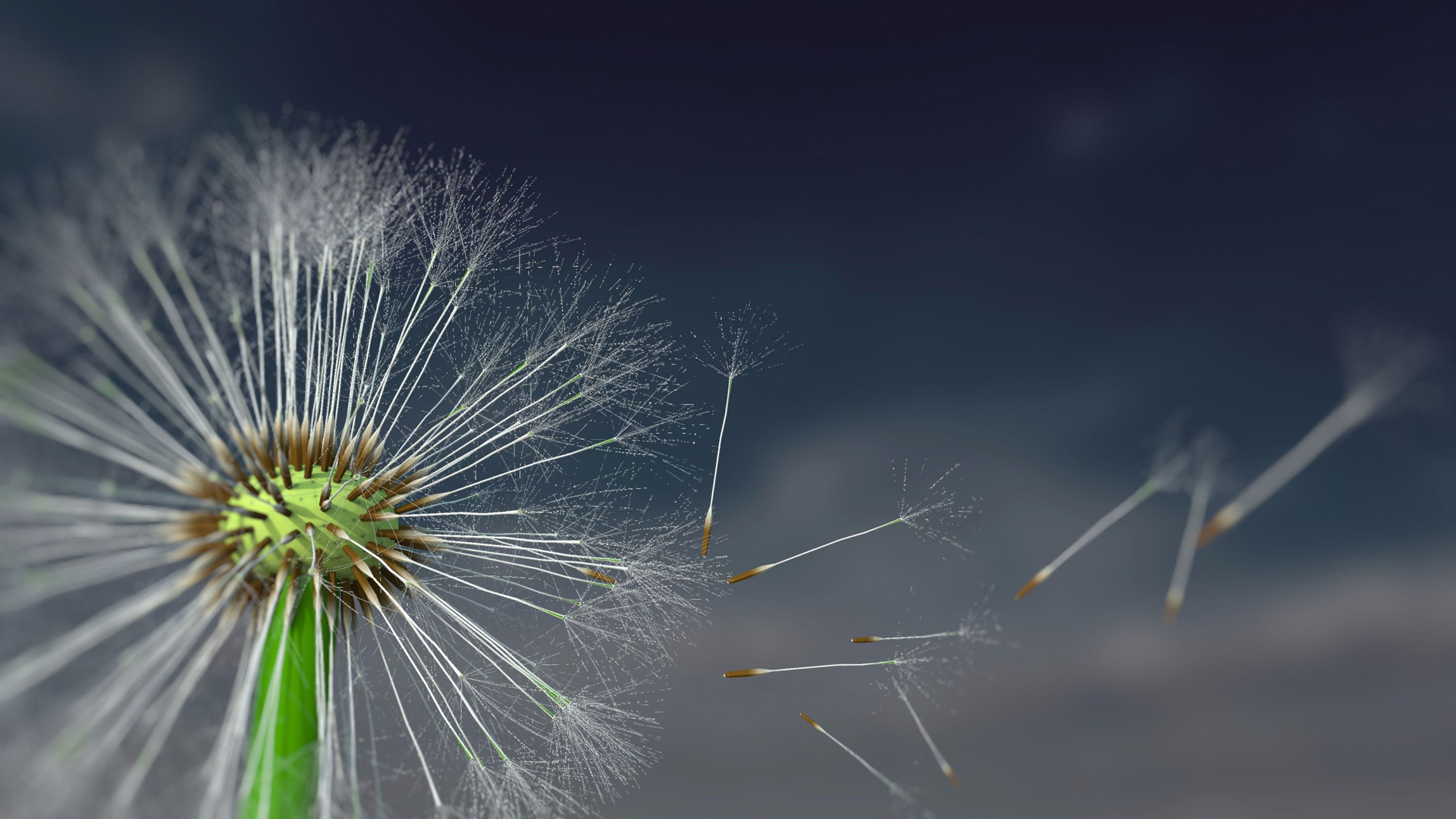 Macro Photography - HD Wallpaper 