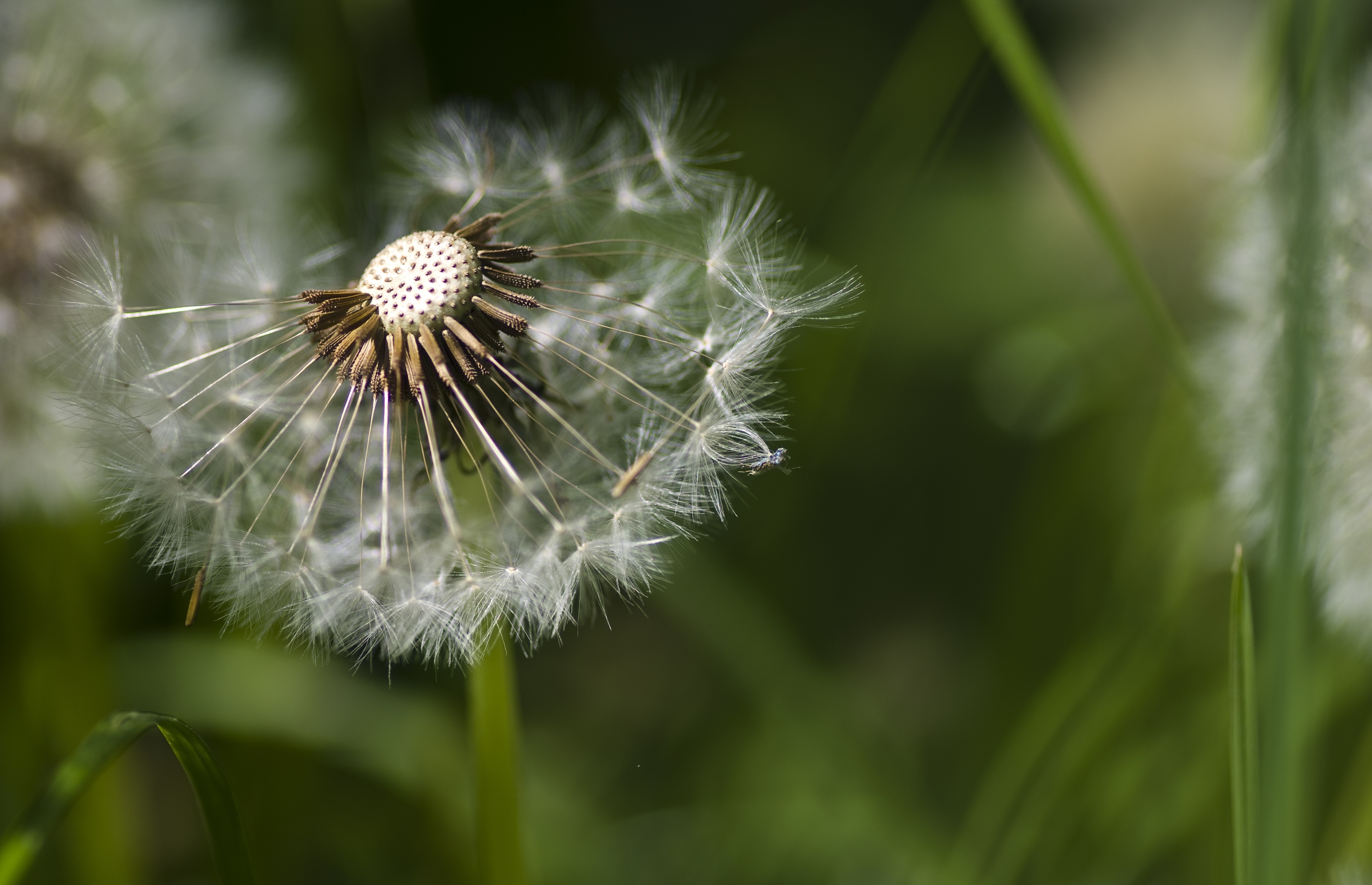 Dandelion - HD Wallpaper 