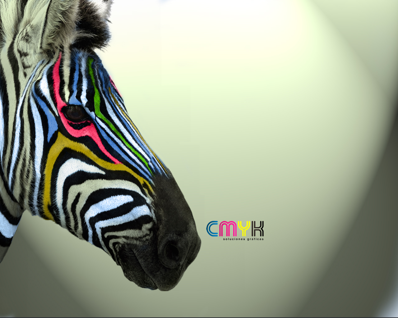 Zebra - HD Wallpaper 