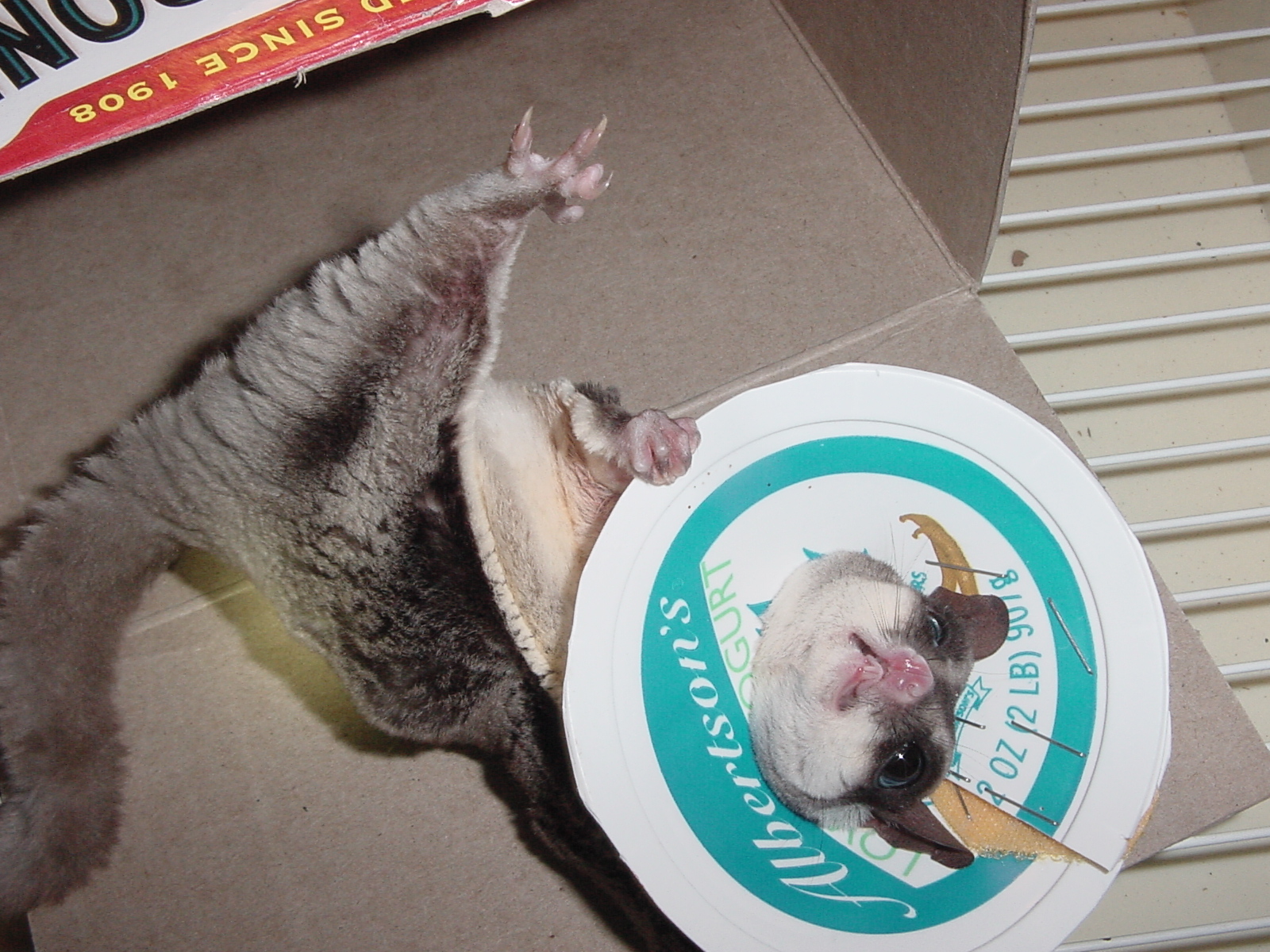 Ferret - HD Wallpaper 