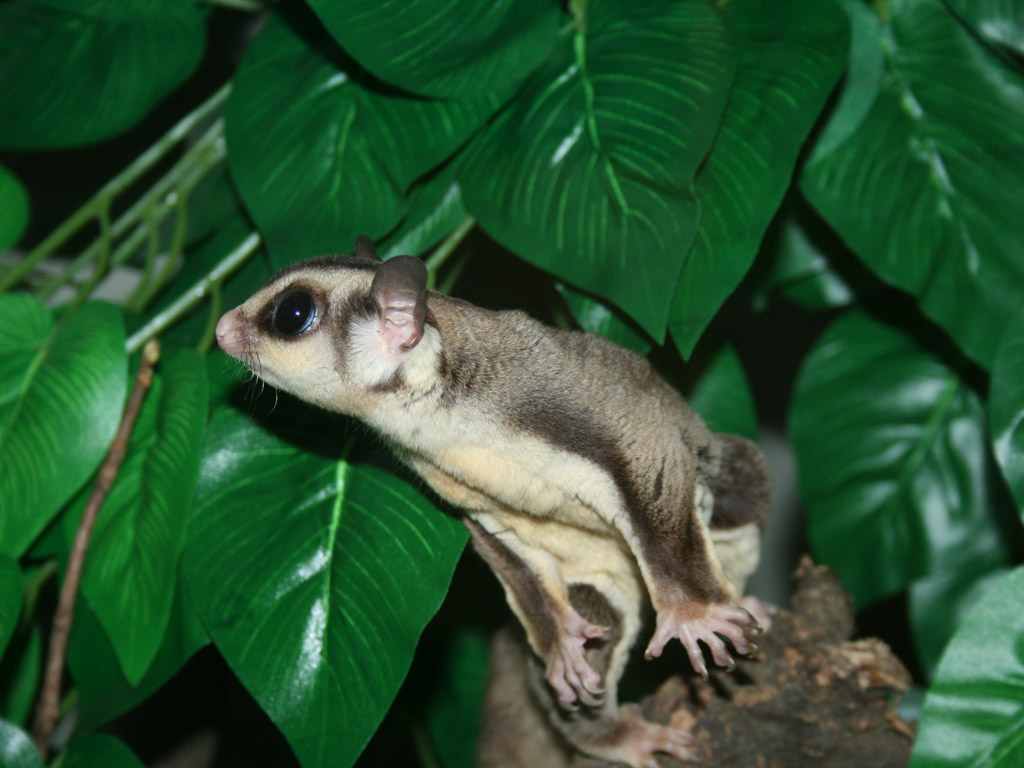 Sugar Glider Preparing To Jump Off - Sugar Gliders In The Wild - HD Wallpaper 