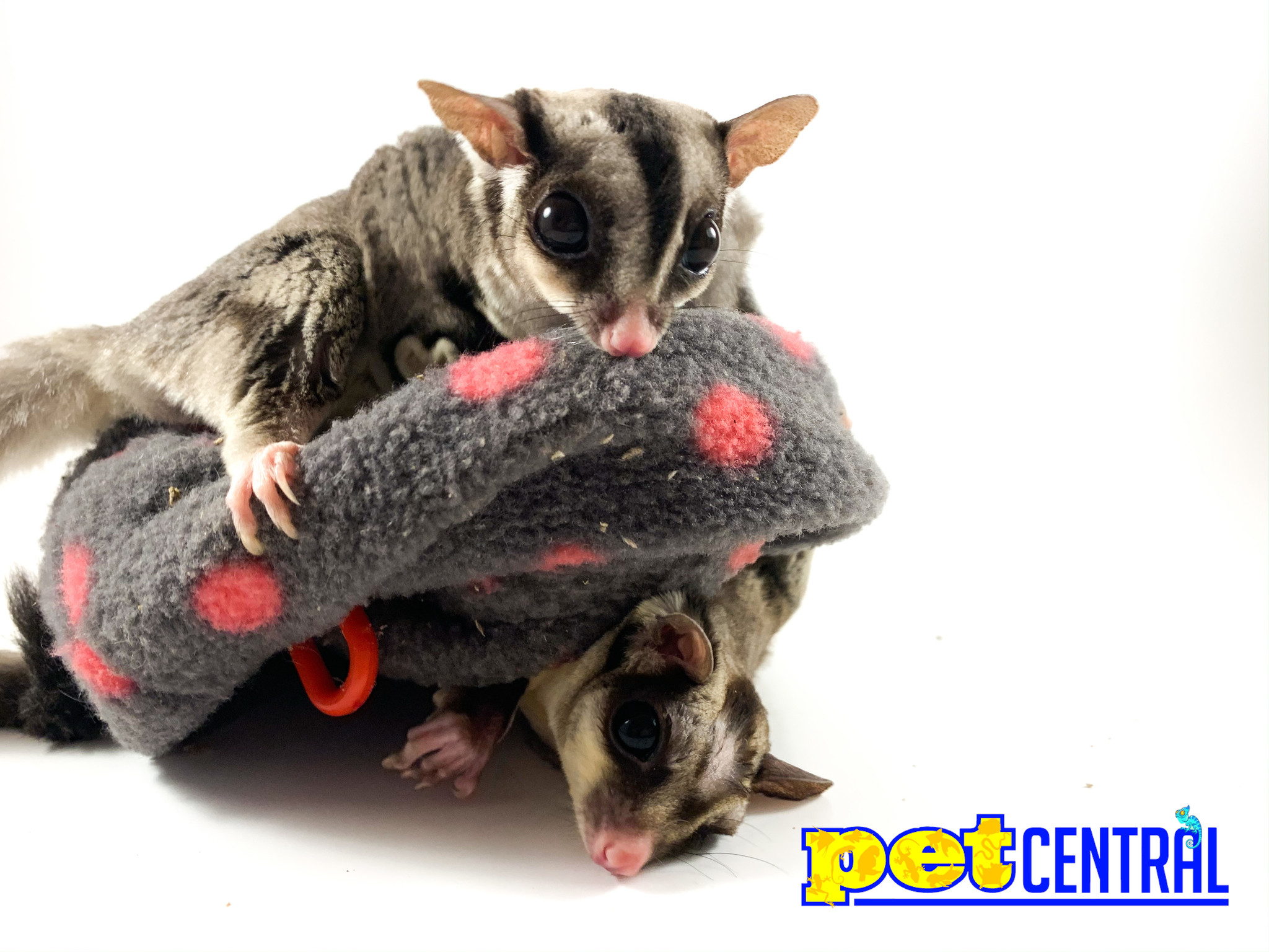 Sugar Glider Male & Female Pair - Central Rock Gym - HD Wallpaper 