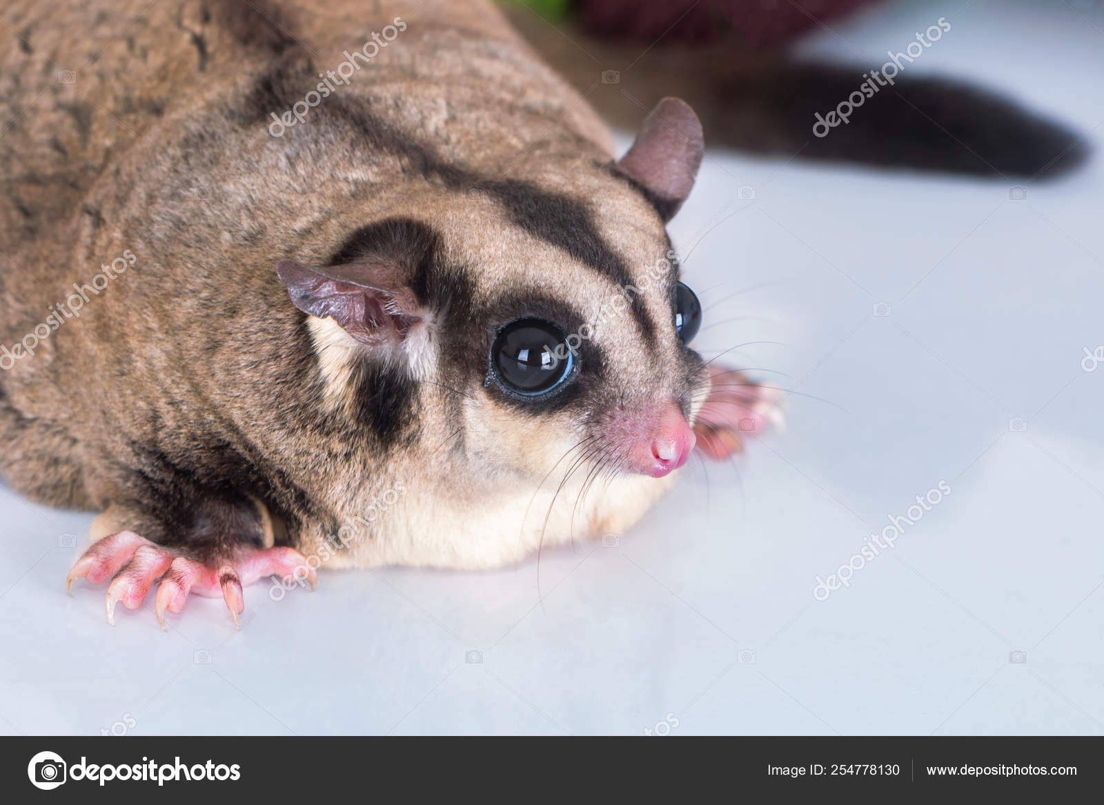 Red Sugar Glider - HD Wallpaper 