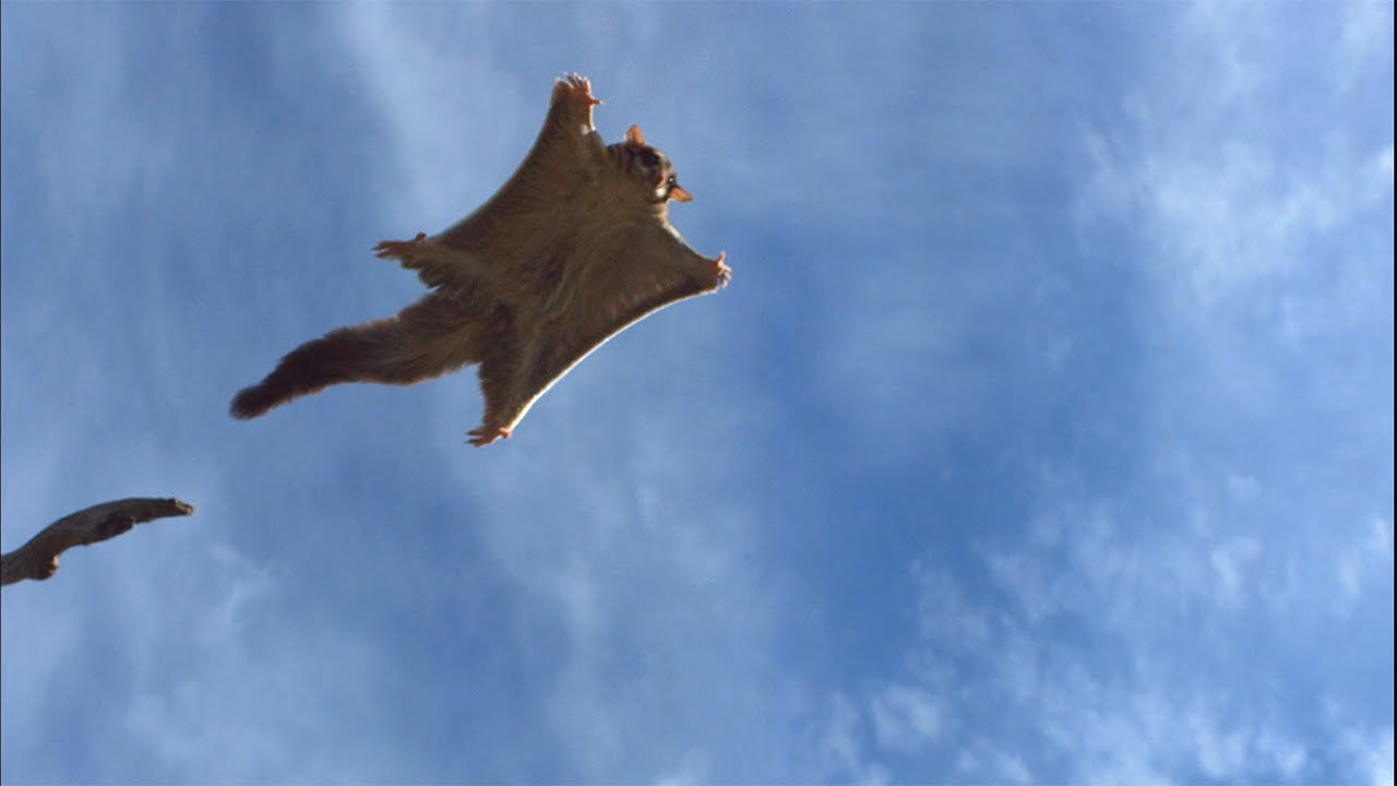 Flying Sugar Glider - HD Wallpaper 