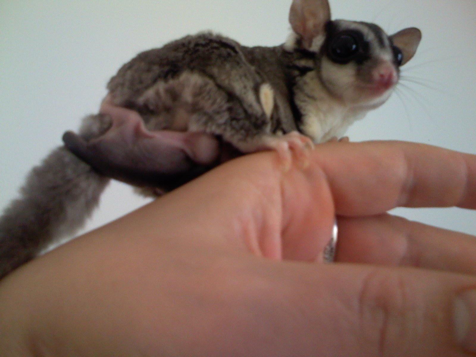 Baby Sugar Glider - HD Wallpaper 