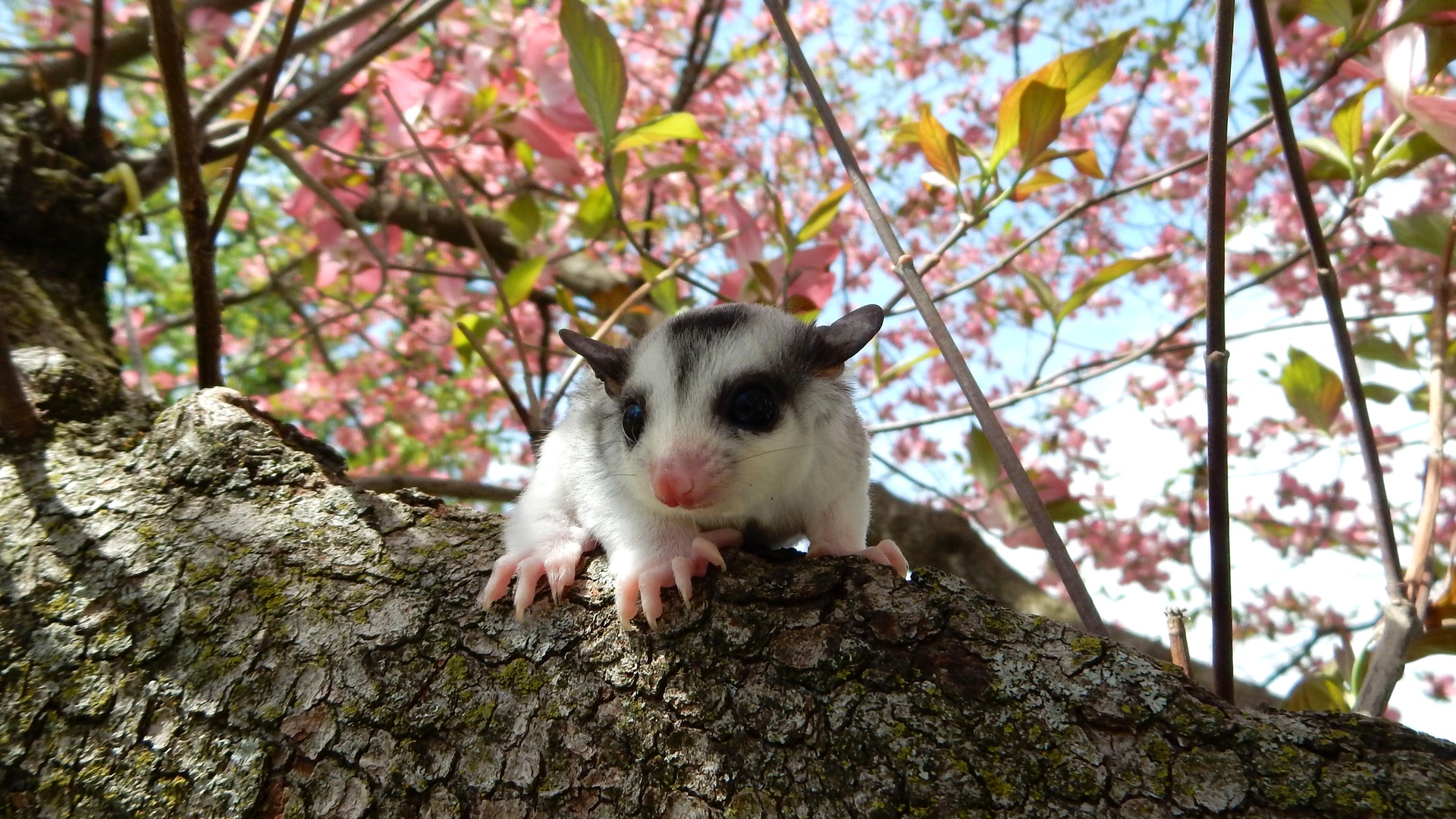 Dormouse - HD Wallpaper 