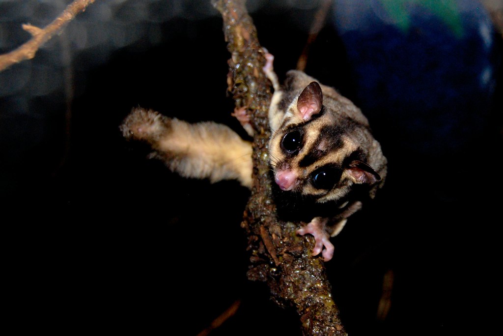 Clouded Leopard - HD Wallpaper 