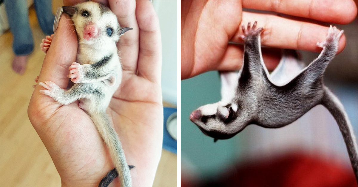 Sugar Gliders As Pets - HD Wallpaper 