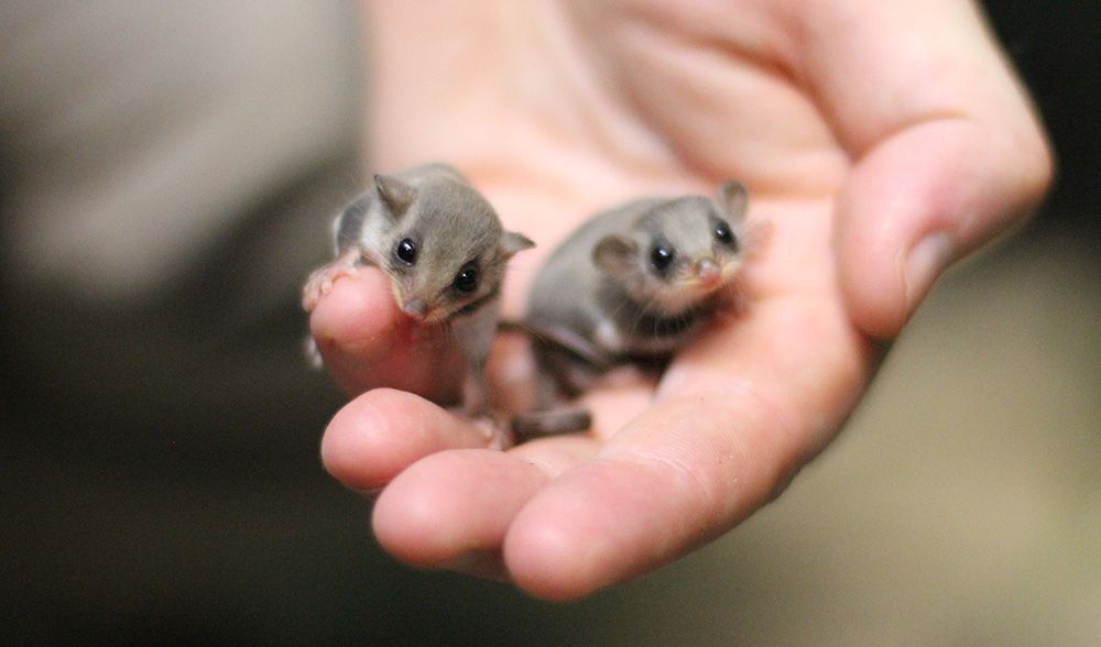 Sugar Glider New Born - HD Wallpaper 