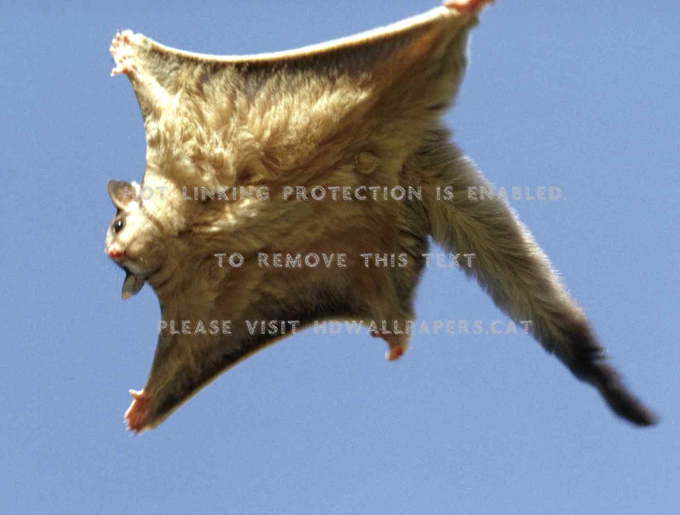 Sugarglider Furry Flying Animal Gliding - Squirrel Flying - 1400x1060  Wallpaper 