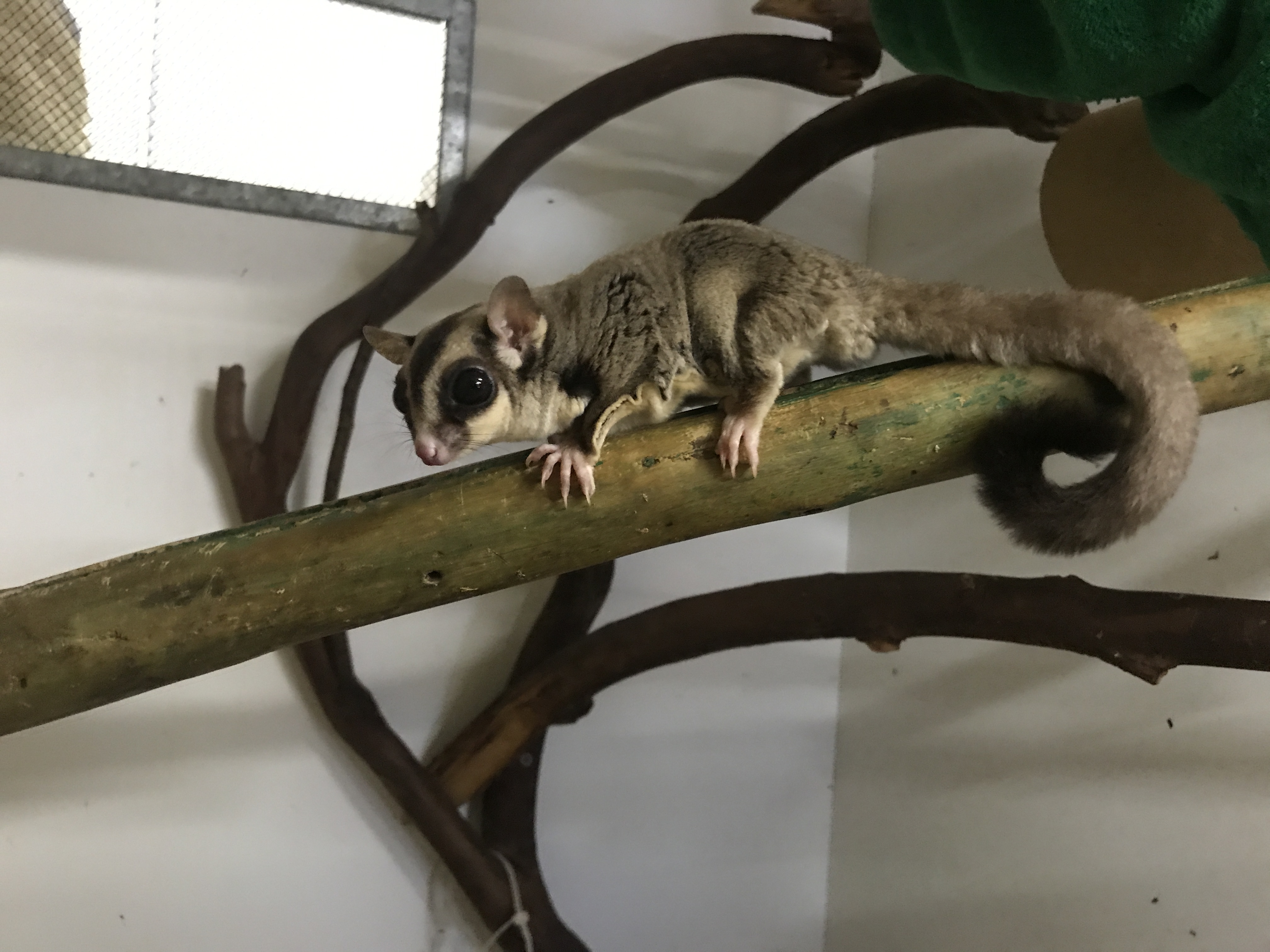 Possum - HD Wallpaper 