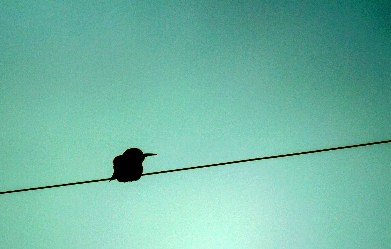 Photo Wallpaper Blue, Background, Bird, Shadow, Silhouette, - Blackbird - HD Wallpaper 