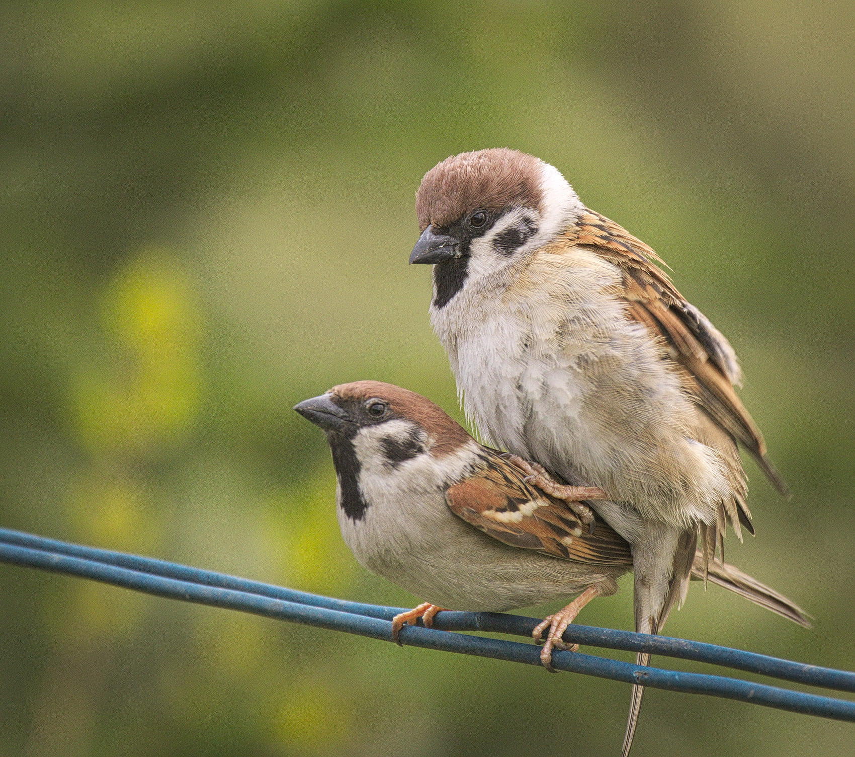 Eurasian Tree Sparrow Pair - HD Wallpaper 