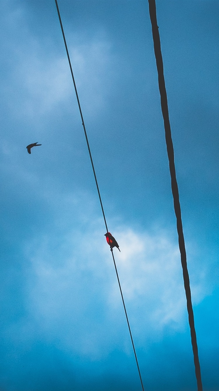 Iphone Wallpaper Blue Sky, Wire, Birds - Birds In The Sky Iphone - HD Wallpaper 