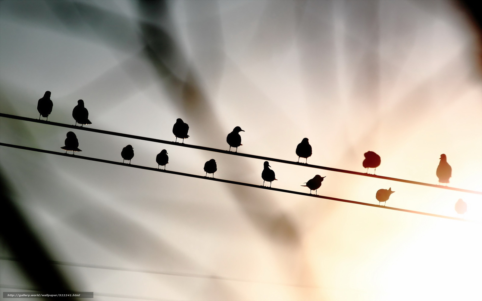 Download Wallpaper Birds, Wire, Background Free Desktop - Pigeons And Doves - HD Wallpaper 