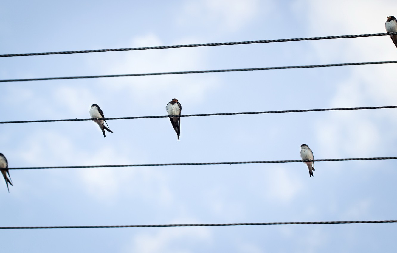 Photo Wallpaper The Sky, Birds, Wire - Overhead Power Line - HD Wallpaper 