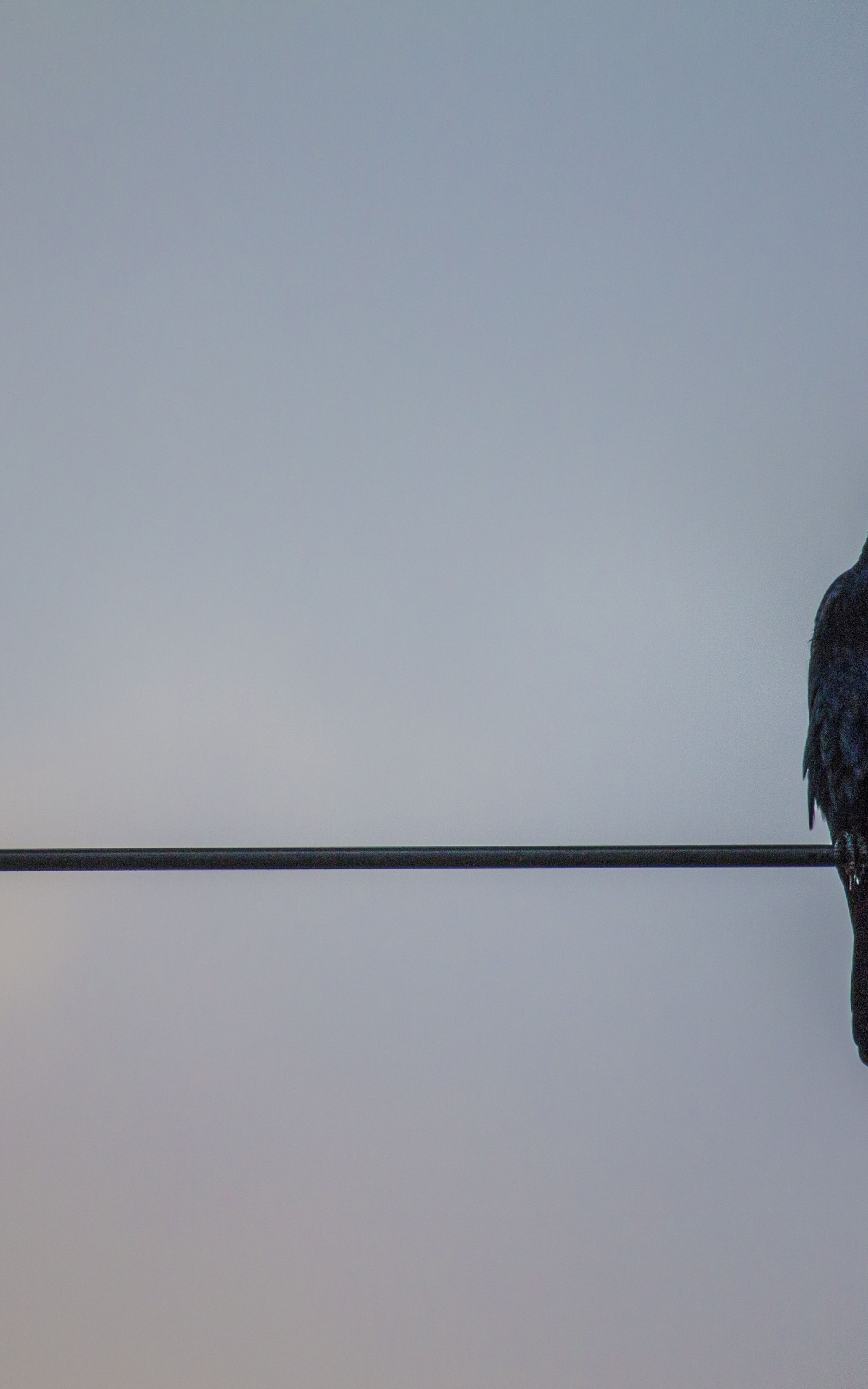 Crow, Birds, Sky, Wires - American Crow - HD Wallpaper 
