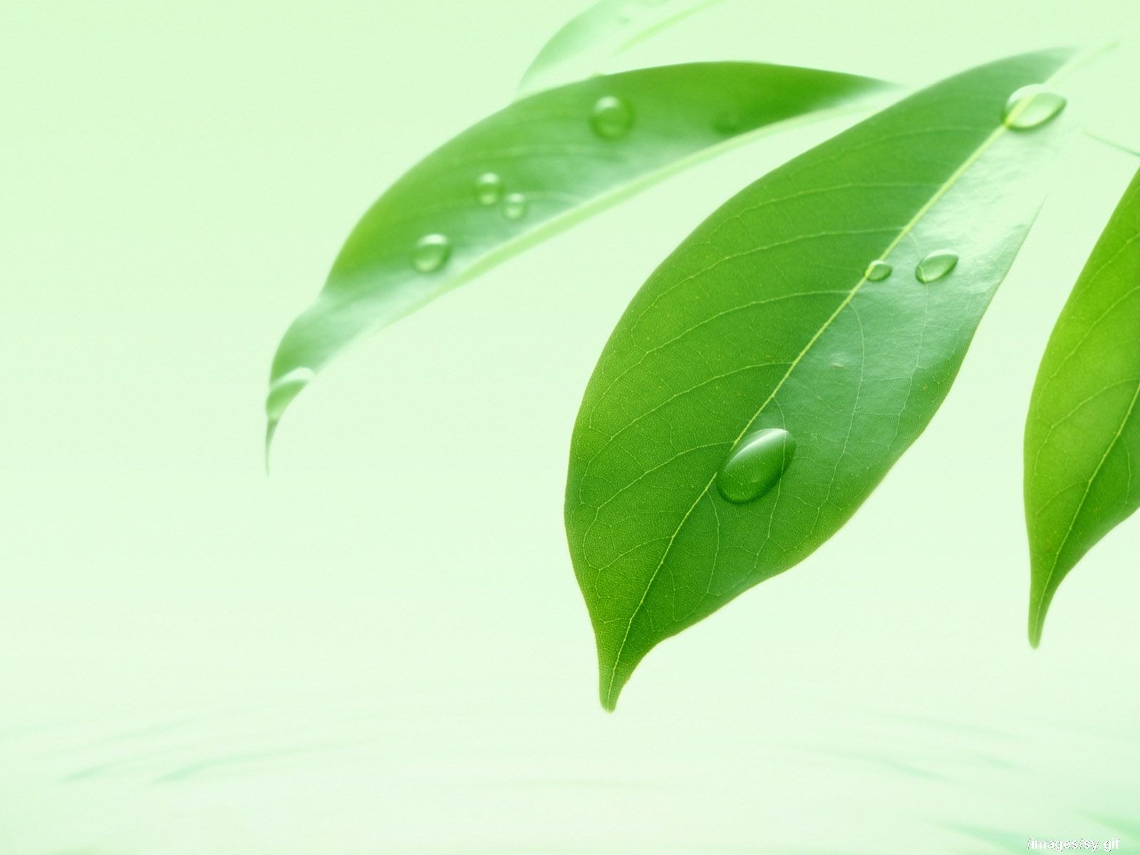 Watermark Fresh Green Leaf Wallpaper - 绿 叶 水滴 - HD Wallpaper 