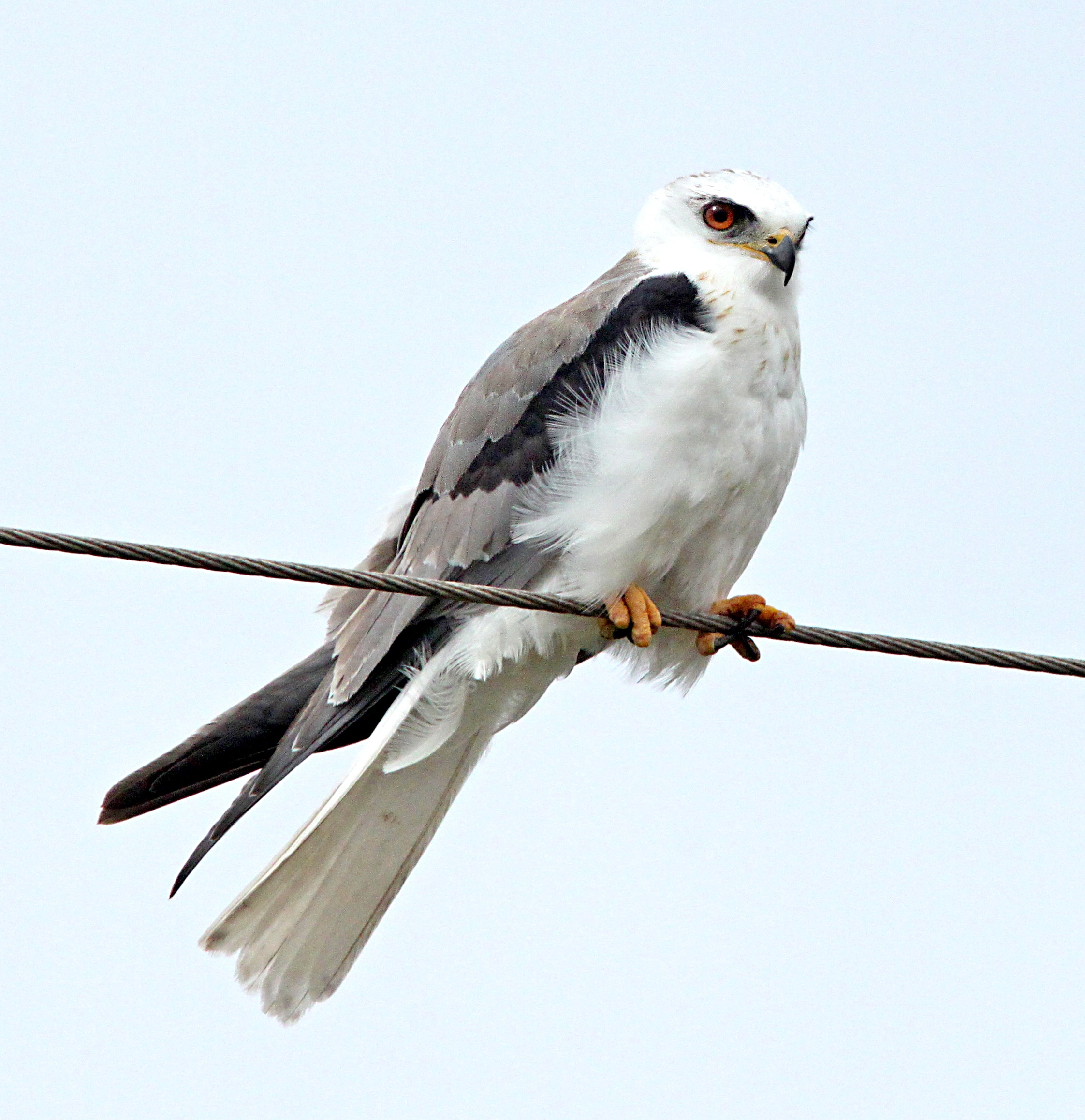 Kite - HD Wallpaper 