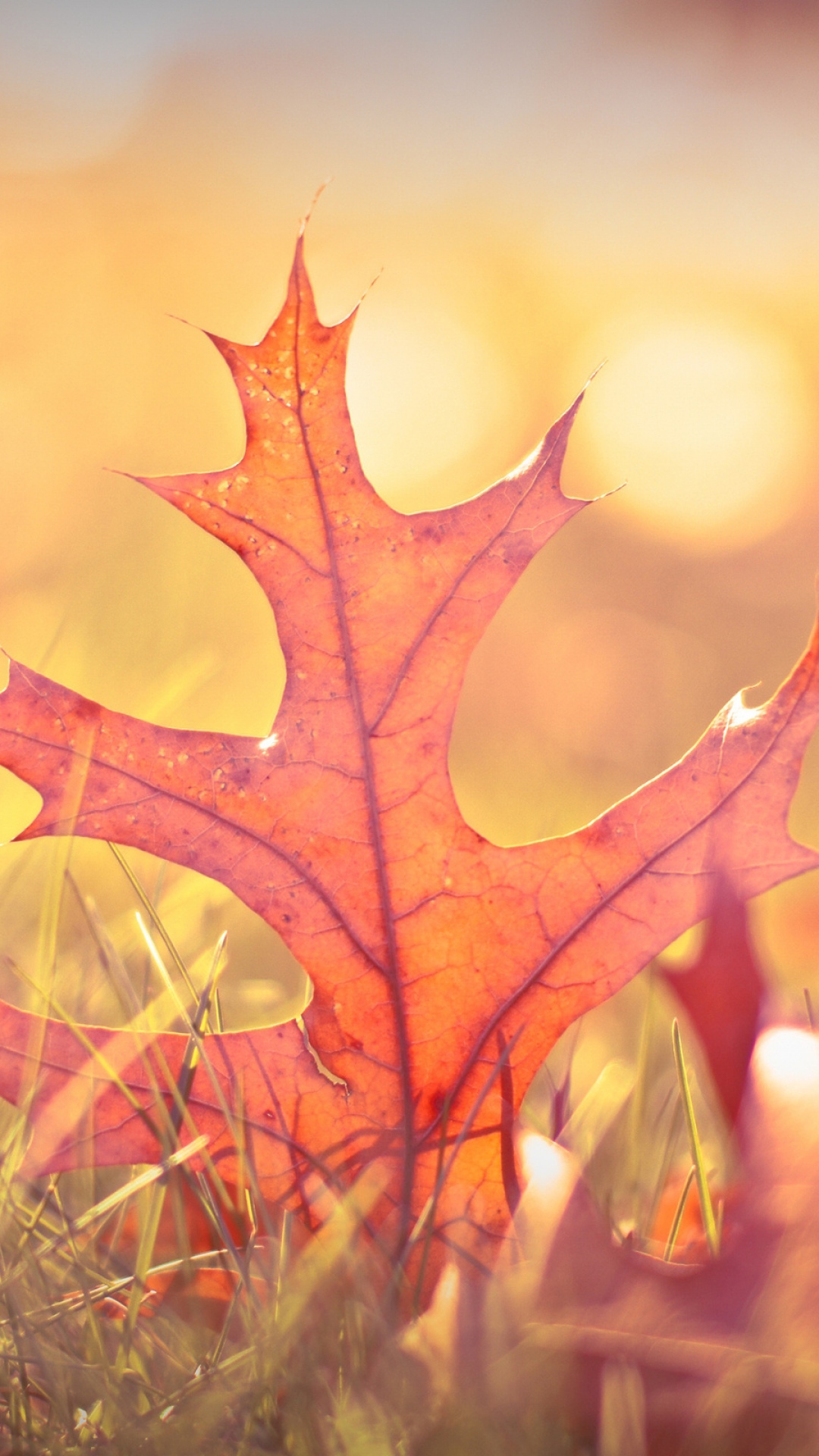 Fall Leaves Fall Wallpapers For Iphone - HD Wallpaper 