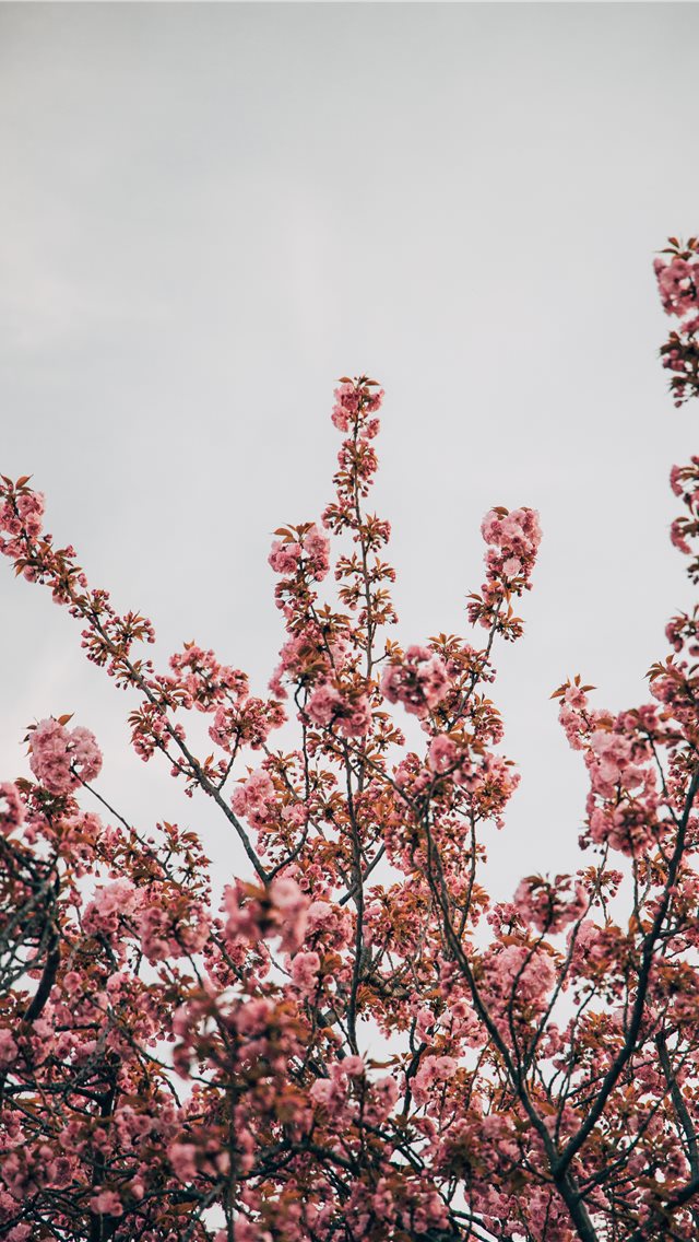 Iphone 11 Wallpaper Cherry Blossom - HD Wallpaper 
