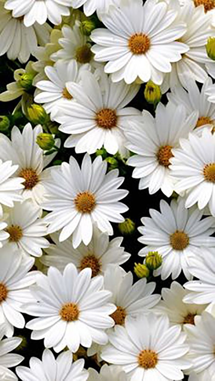 White Daisies - HD Wallpaper 