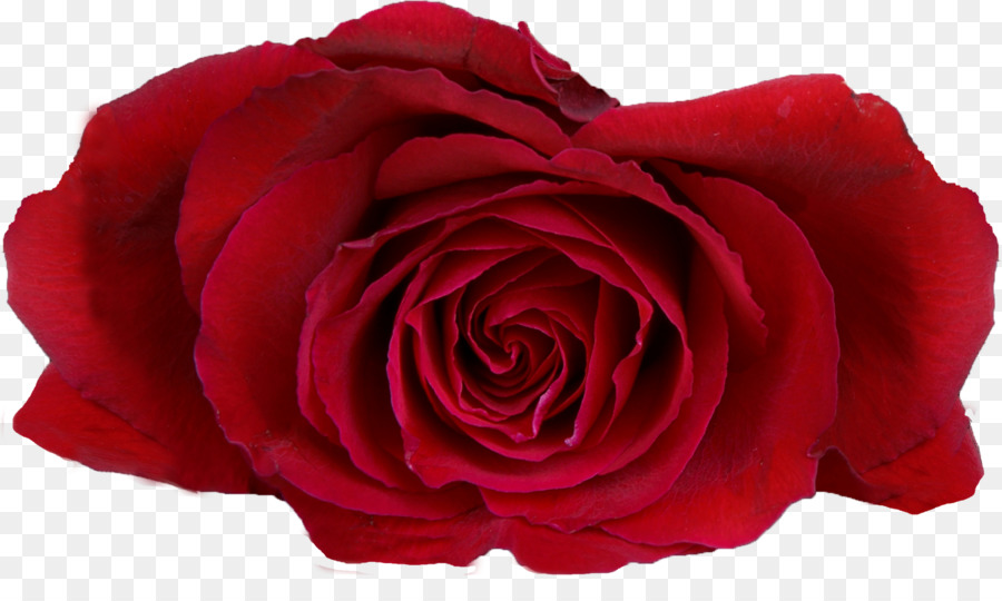 Rose - HD Wallpaper 