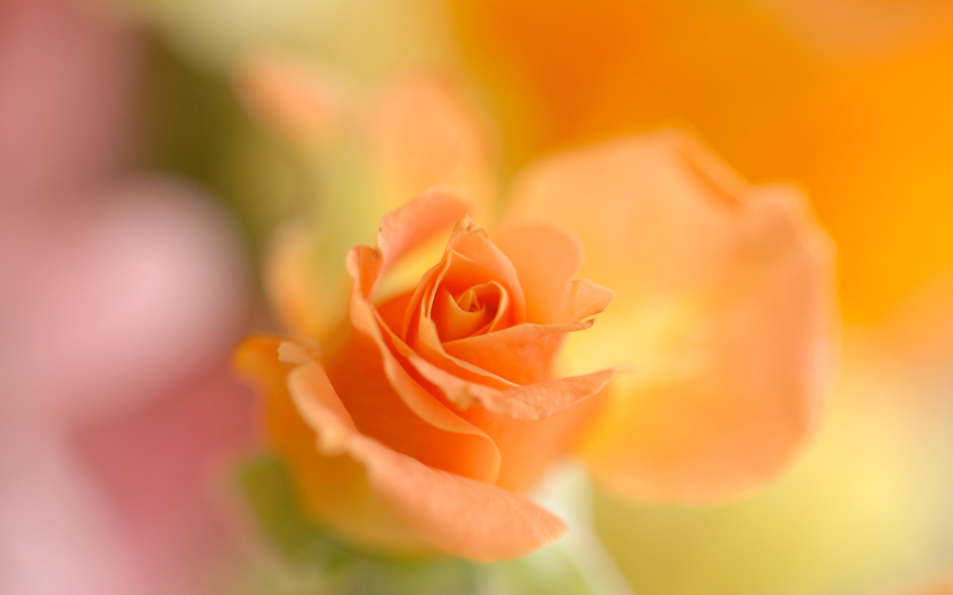Papel De Parede Grátis De Flores - Hd Bouquet Orange Rose Wallpaper For Redmi Note 3 - HD Wallpaper 