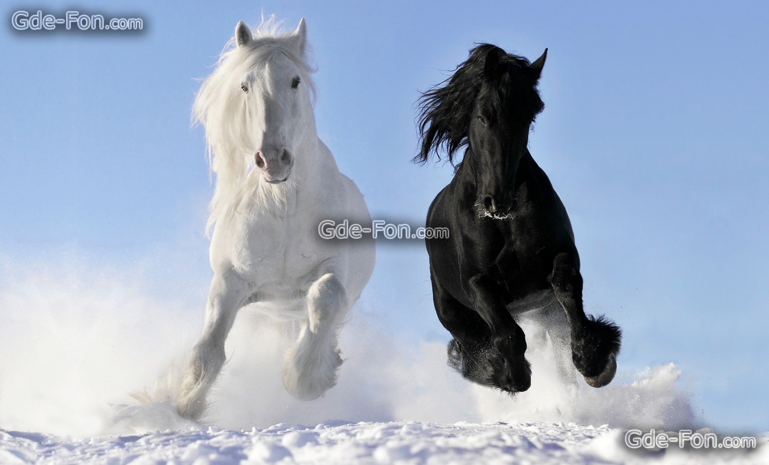 2560x1550, Wild Horses Wallpaper - Beautiful White Friesian Horse - HD Wallpaper 