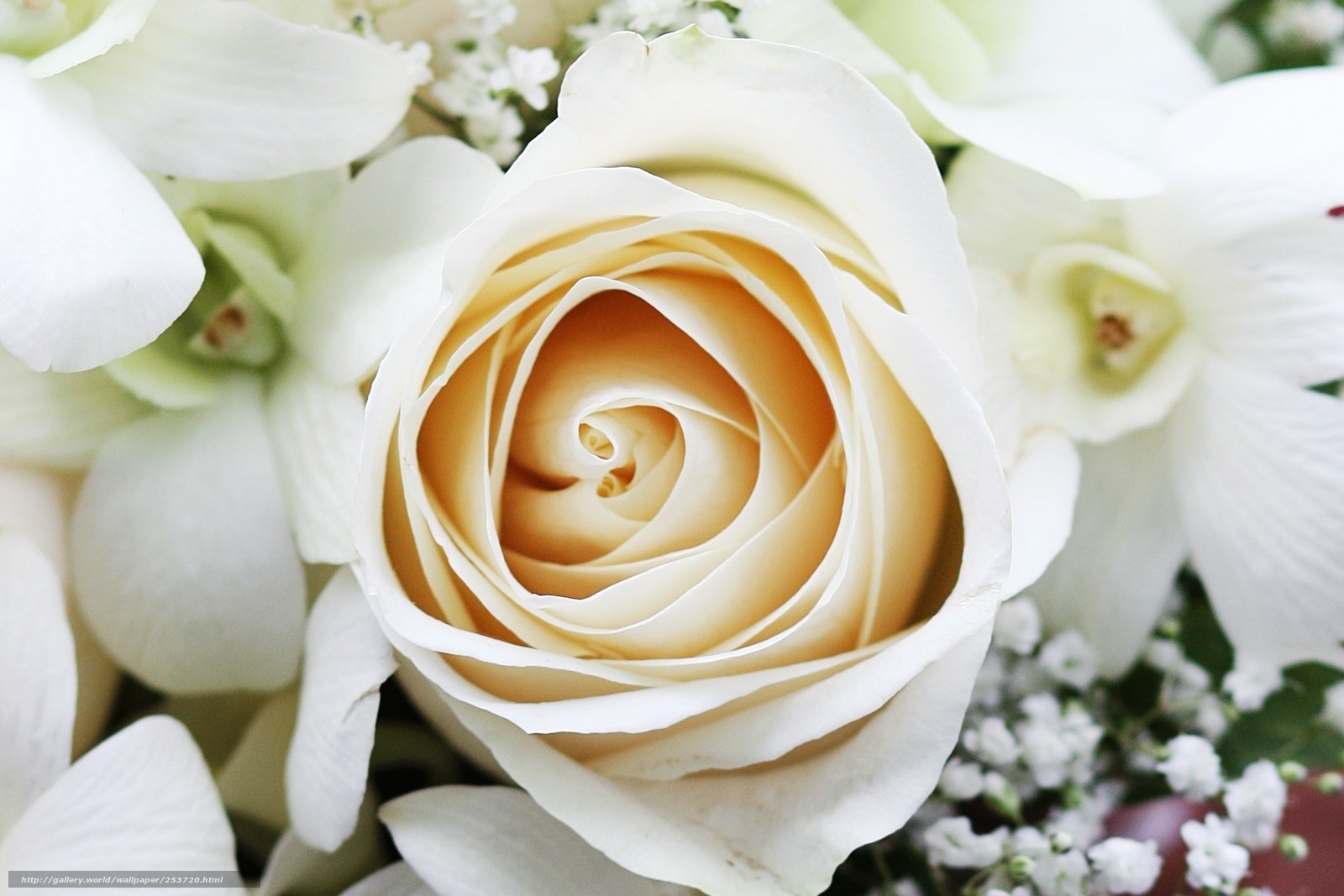 Baixar Wallpaper Casamento, Flores, Bom Papis De Parede - Floribunda - HD Wallpaper 