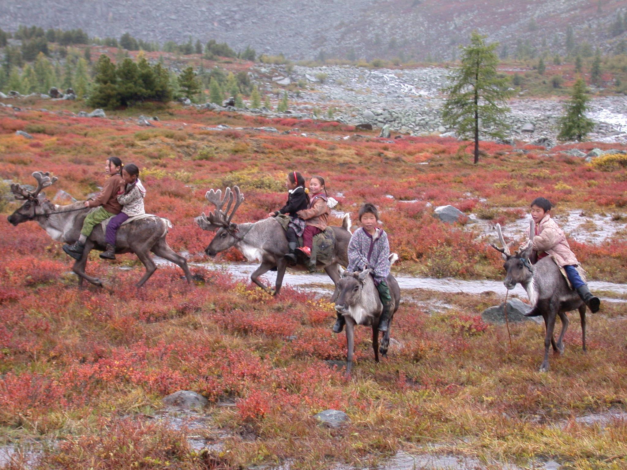 Tsaatan Children Riding Reindeer In The Fall Pasture, - Mare - HD Wallpaper 