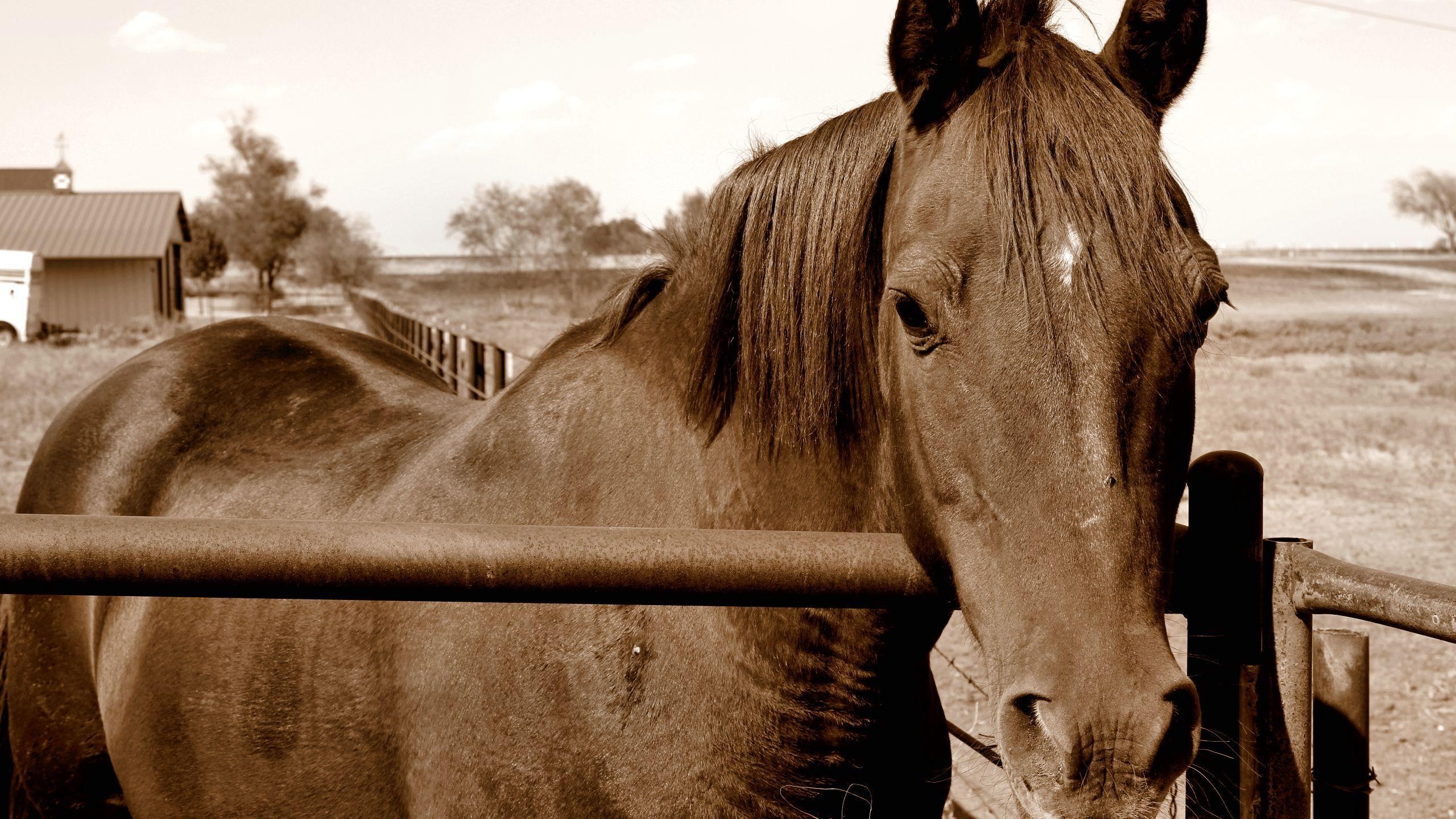 Wallpaper - HD Wallpaper 