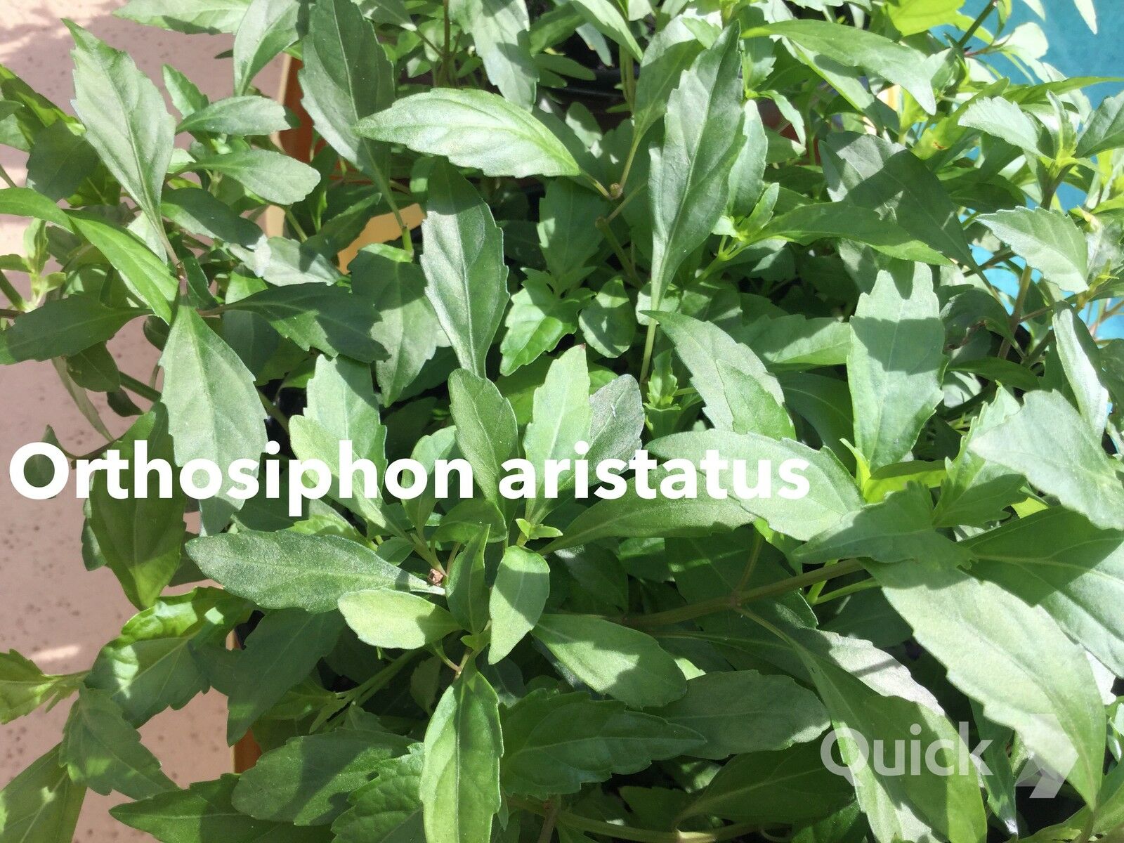 Cash Crop - HD Wallpaper 