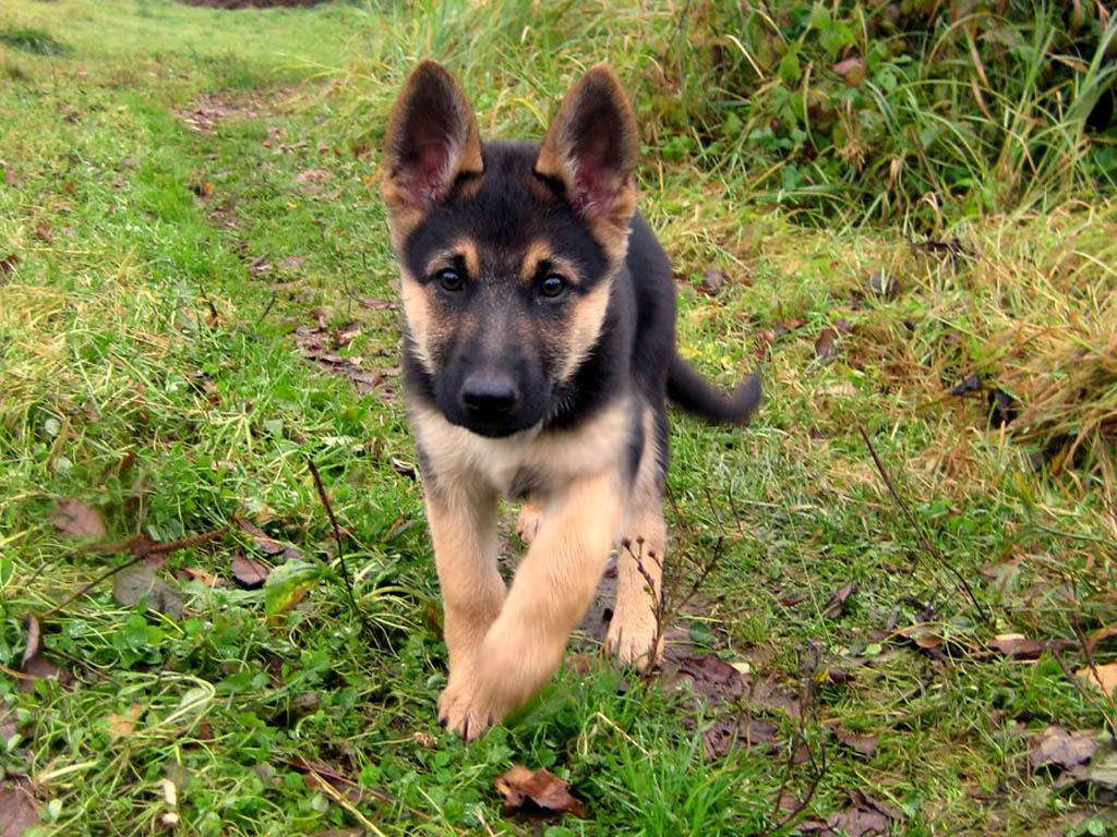 Baby German Shepherd Puppy - HD Wallpaper 