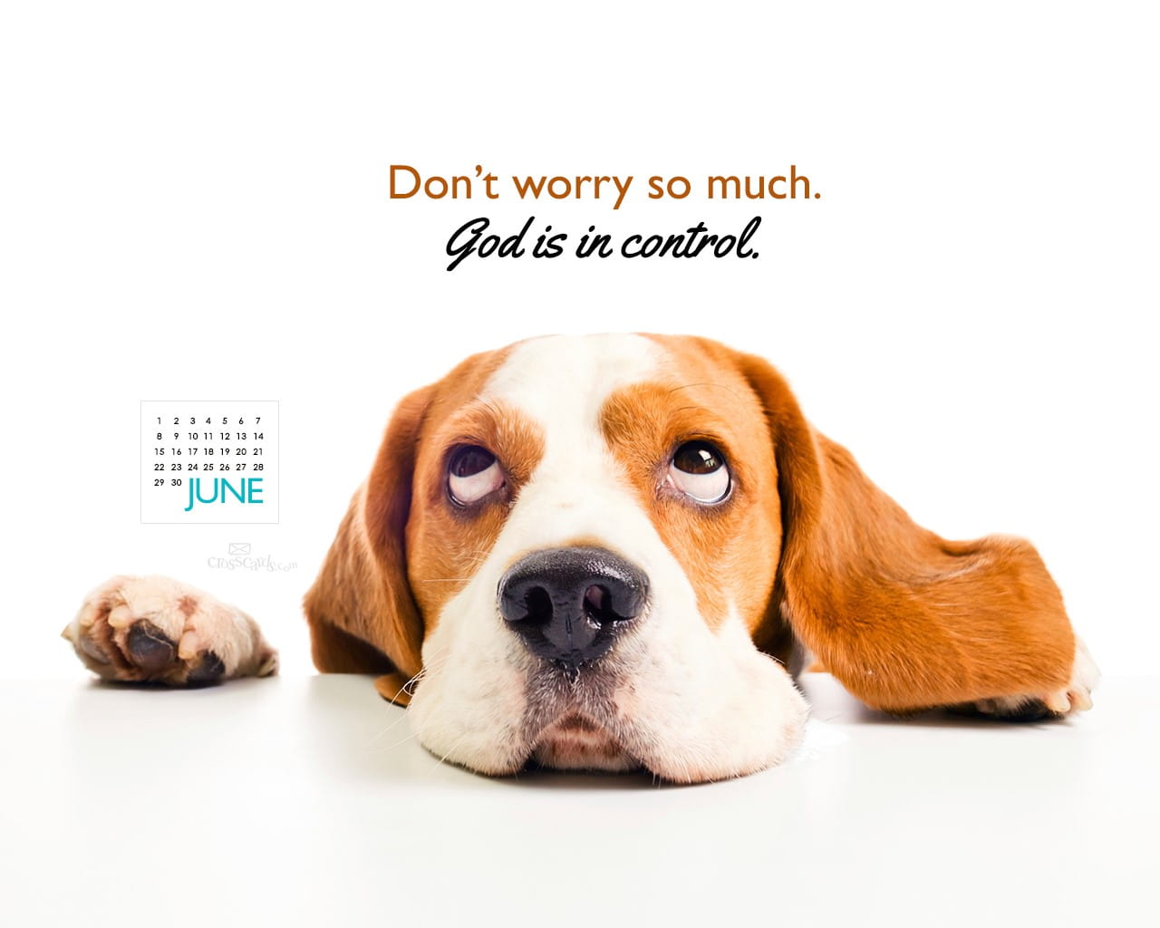 Snuffle Dog Beer - HD Wallpaper 