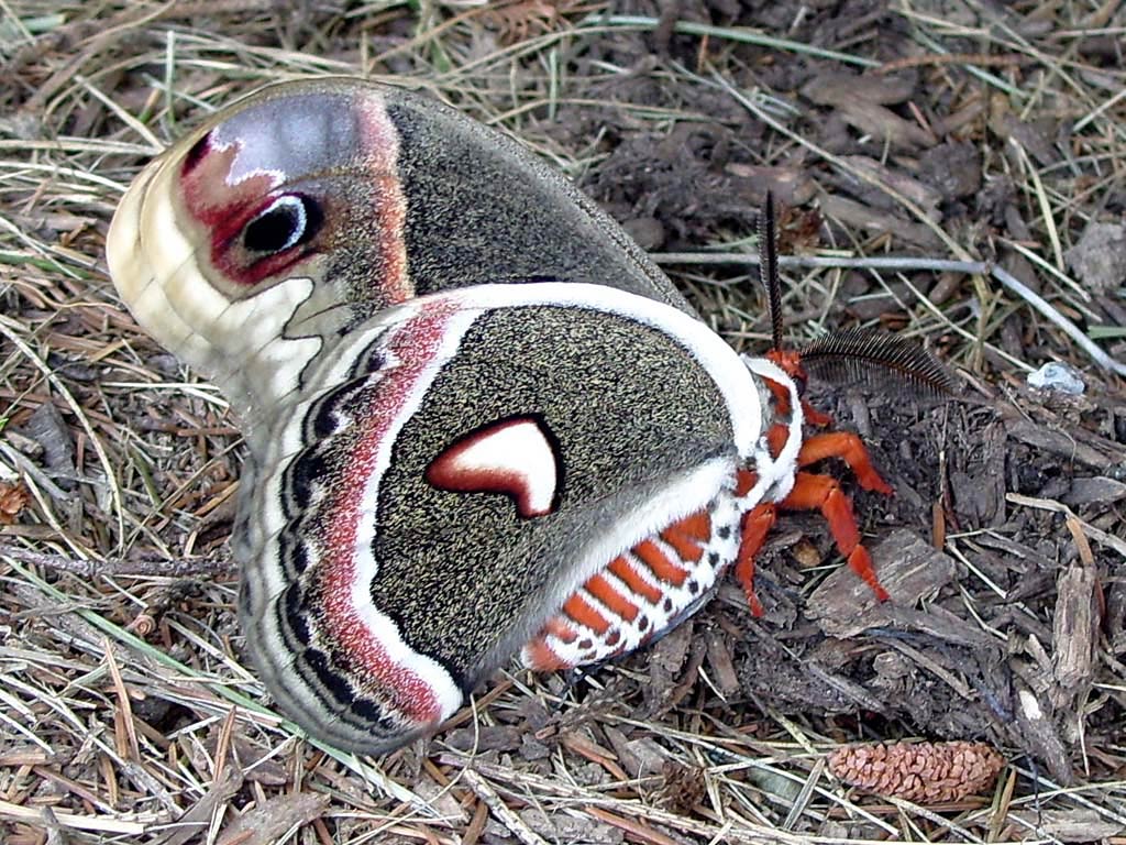 Free Moth Wallpaper Wallpapers Download - Cecropia Moth - 1024x768