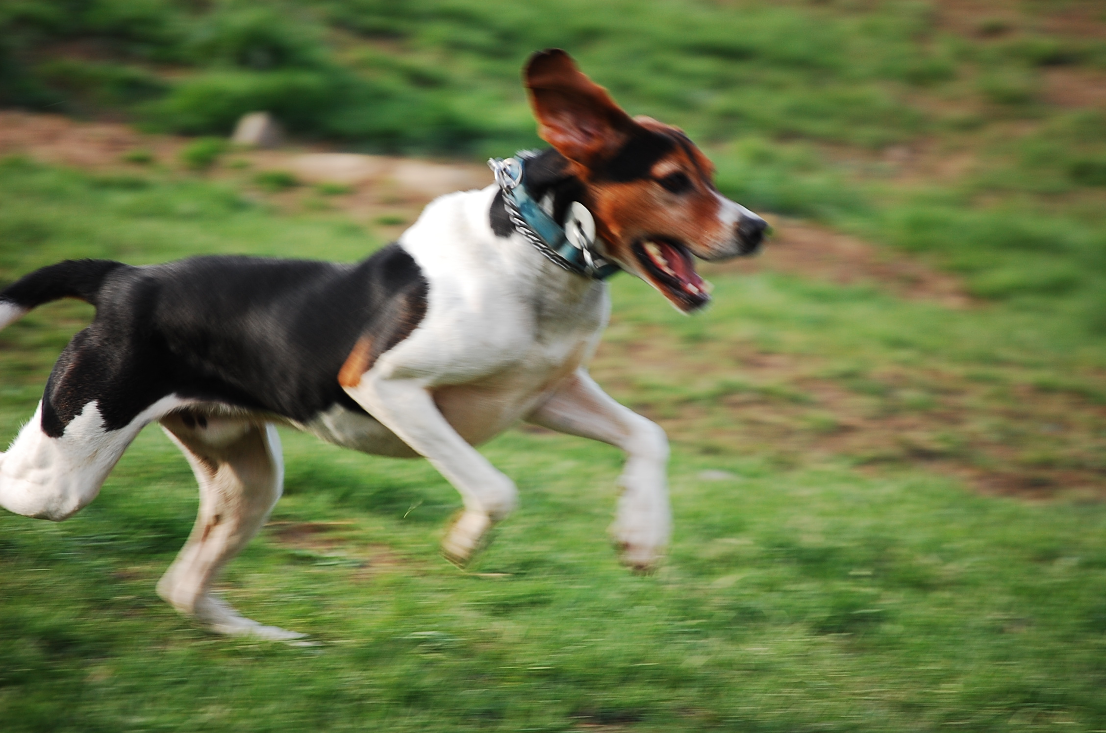 Jumping English Foxhound Dog Wallpaper - Running Walker Coonhound - HD Wallpaper 