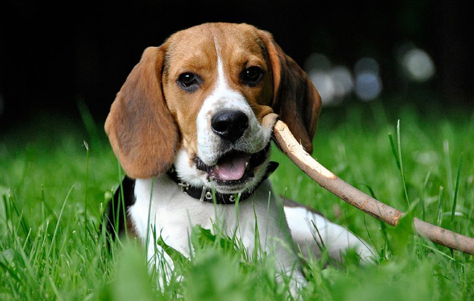 Beagle Wallpaper - 953x606 Wallpaper Beagle Wallpaper - 953x606 Wallpaper