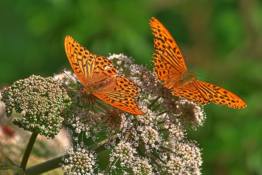 Butterfly, Mother Of Pearl Butterfly, Small Mother - Silver-washed Fritillary - HD Wallpaper 