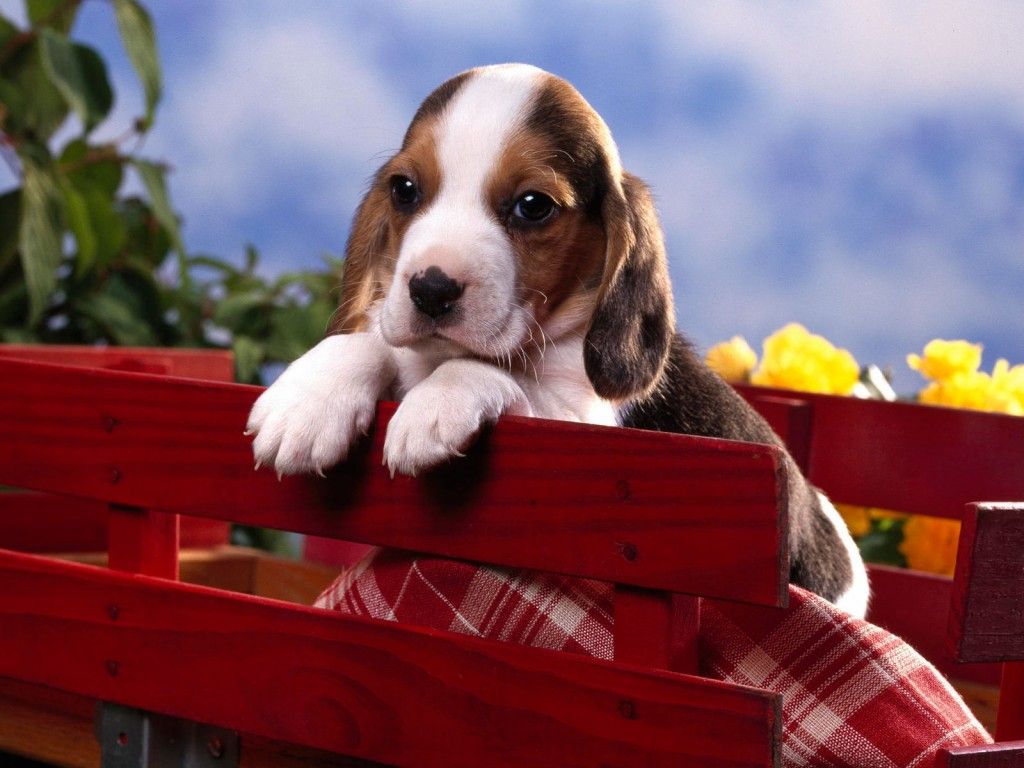 Beagle Puppy Wallpaper Hd - HD Wallpaper 