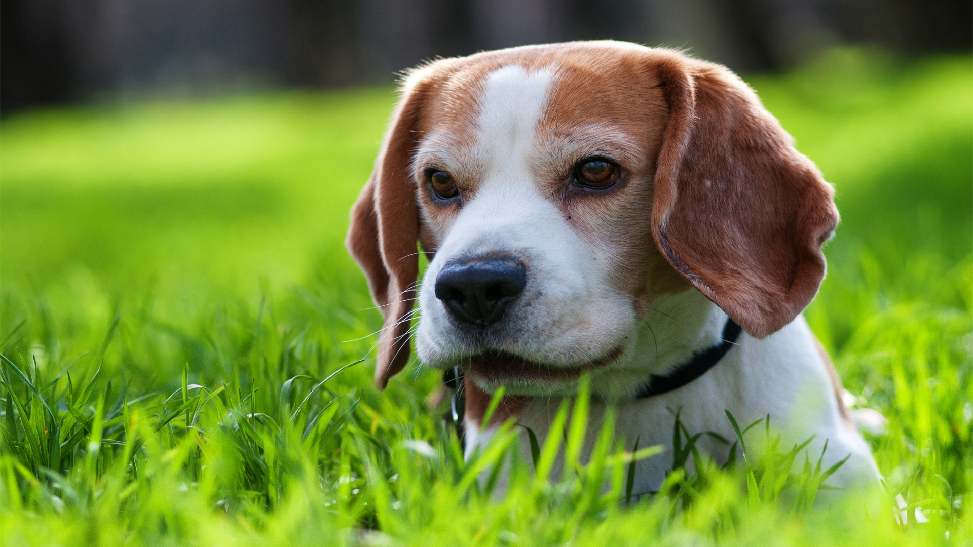 Beagle Dog Hd Cute - HD Wallpaper 