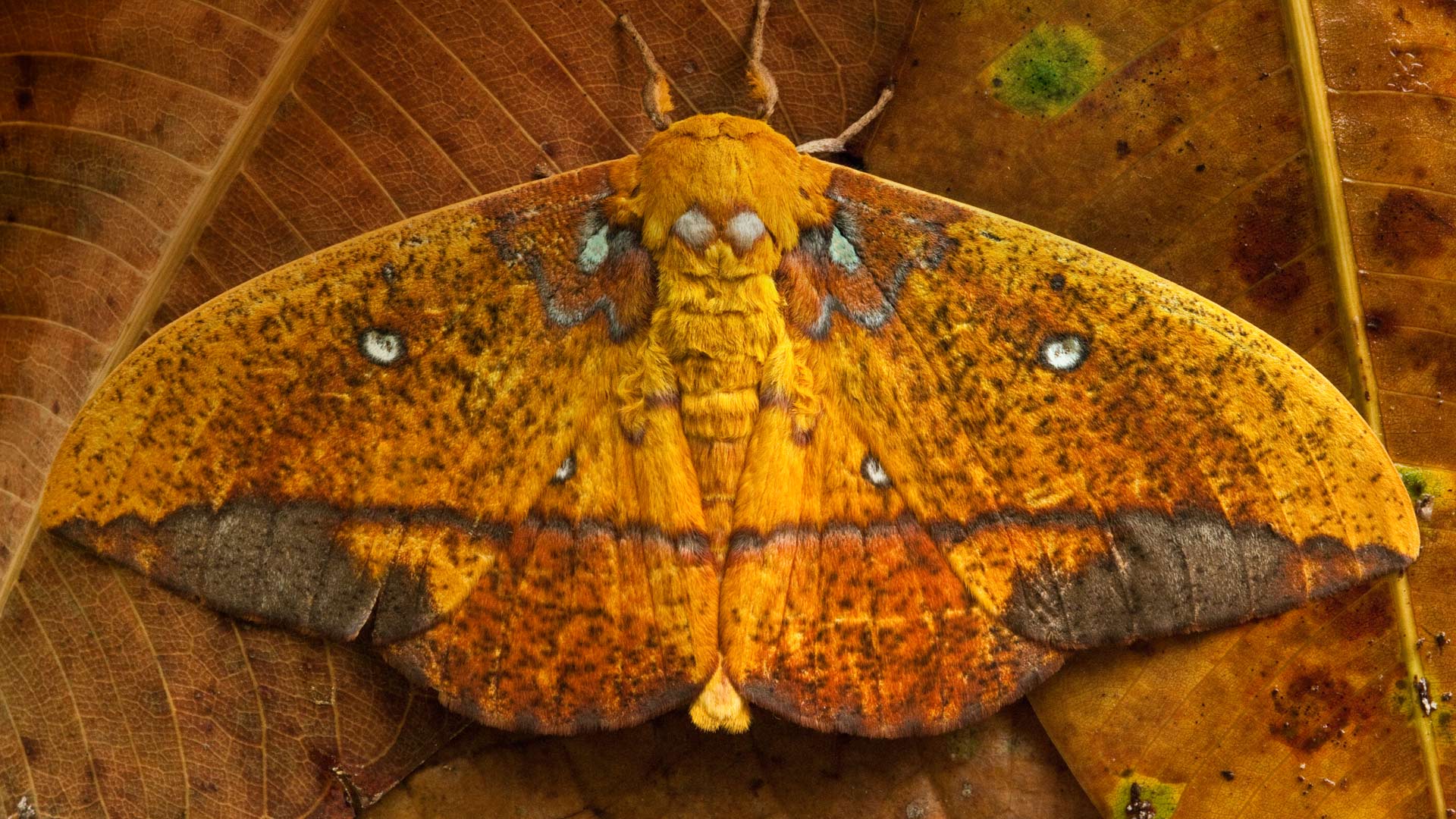 Moth - HD Wallpaper 