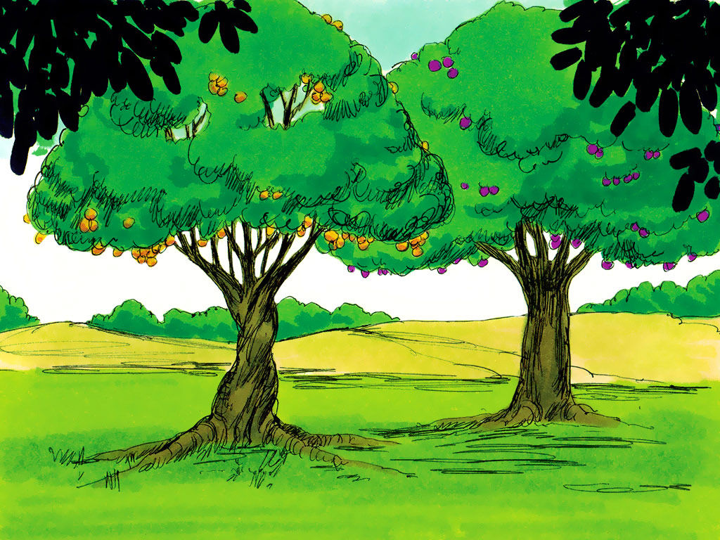 However, In The Middle Of The Garden Were Two Special - Tree In The Middle Of The Garden - HD Wallpaper 