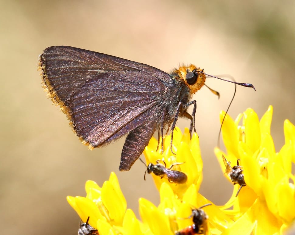 Gray And And Brown Moth Preview - Lulworth Skipper - HD Wallpaper 