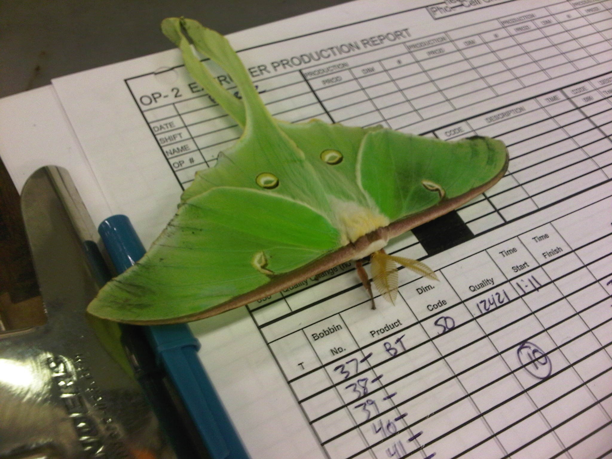 Luna Moth - HD Wallpaper 